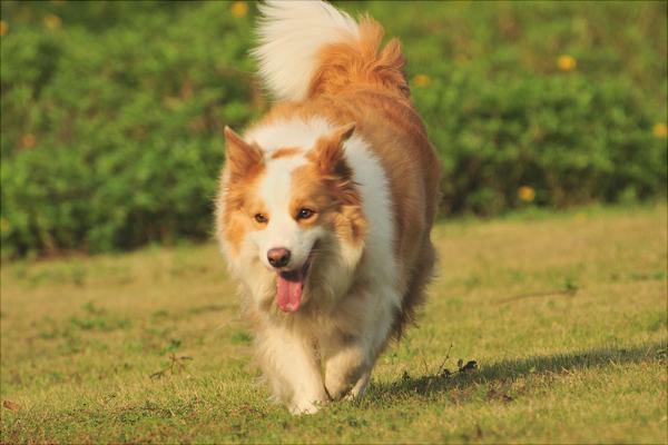 边境牧羊犬图片