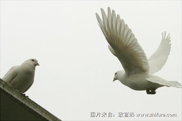 鸽子图片大全