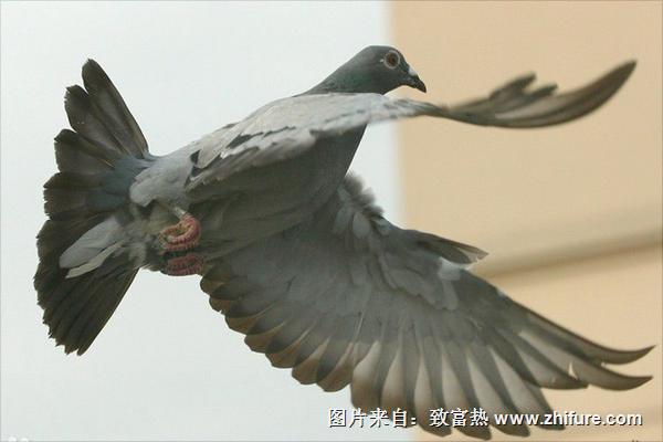 鸽子图片大全