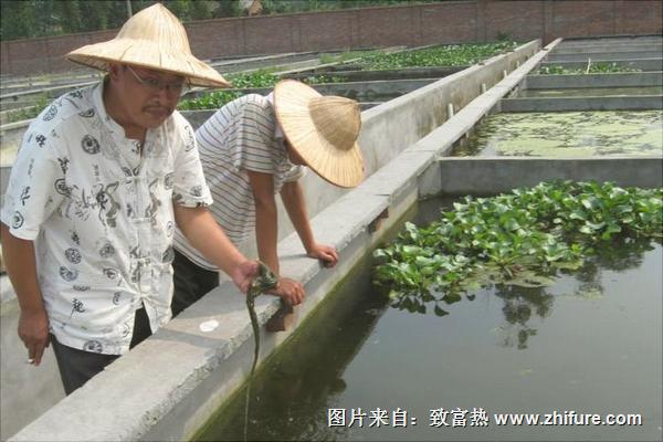 黄鳝泥鳅混养技术