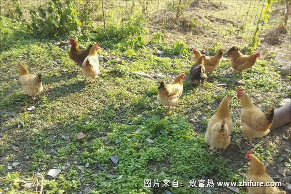 散养土鸡养殖技术