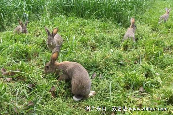 野兔冬季养殖管理要点