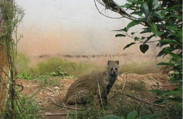 小灵猫人工养殖技术 小灵猫的药用价值