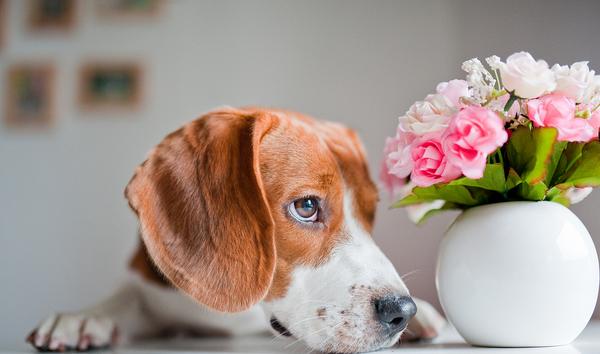 比格犬怎么训练 比格犬的训练方法