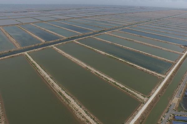 基围虾的养殖方法 淡水养殖基围虾技术