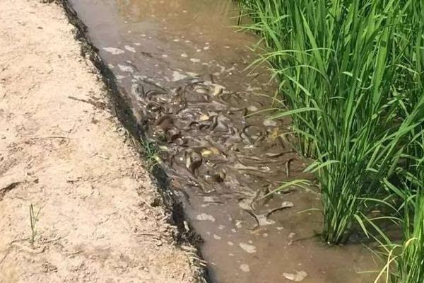 泥鳅无土养殖技术 稻田泥鳅养殖技术