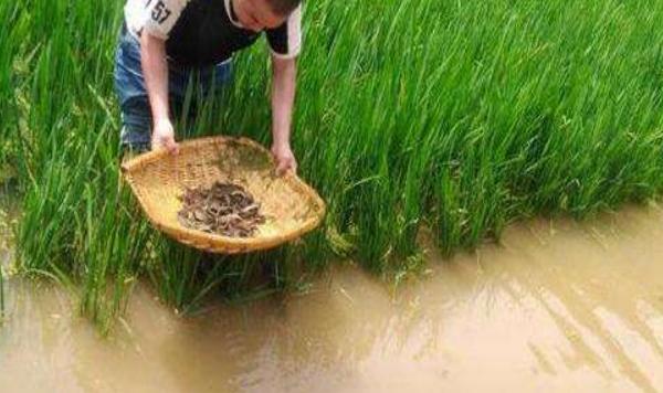 泥鳅无土养殖技术 稻田泥鳅养殖技术