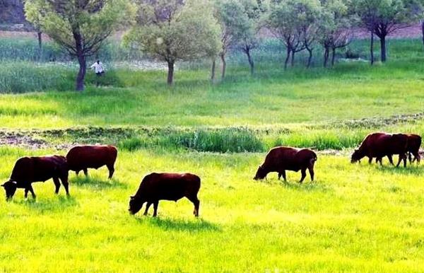 肉牛养殖前景分析 养一头肉牛的成本与利润