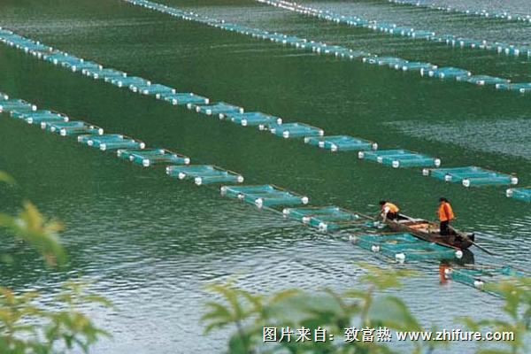 淡水虾养殖技术