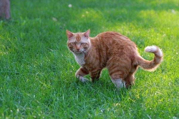 梦见大黄猫是什么意思 女人梦到一只很胖的大黄猫有什么预兆