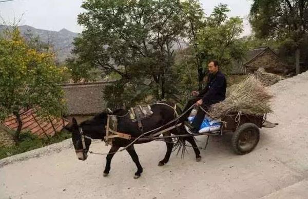 梦见驴拉车是什么意思 女人梦到驴拉车拖货有什么预兆