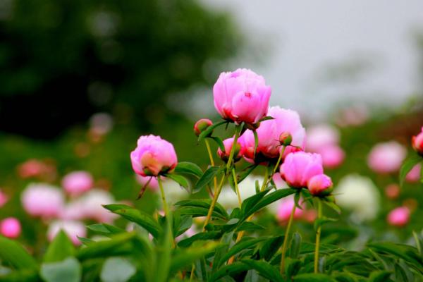 梦见芍药花开是什么意思 女人梦到带苞的芍药花有什么预兆