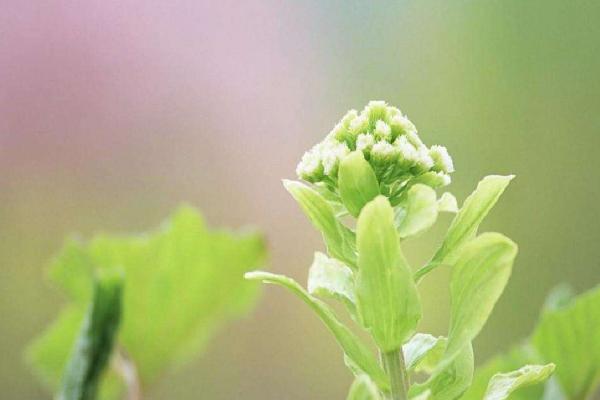 梦见植物长的茂盛是什么意思 女人梦到有人送植物给自己有什么预兆