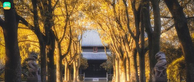 上海东林寺和松隐禅寺哪个好玩