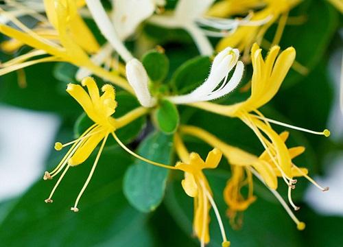 金银花的市场价格怎么样（今年金银花种植前景和利润如何）