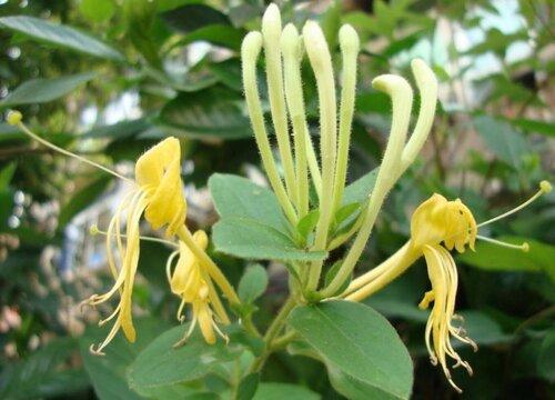 金银花的市场价格怎么样（今年金银花种植前景和利润如何）