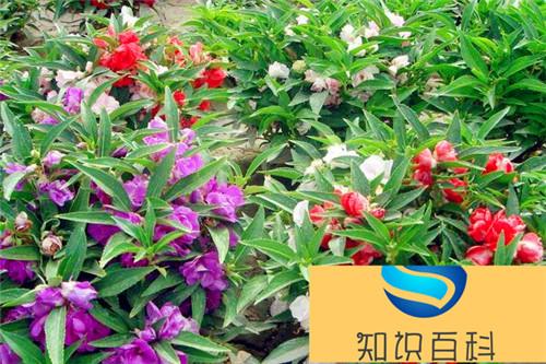 茶花凤仙图片大全 茶花凤仙是凤仙花吗