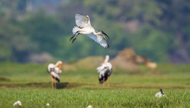 摄图网_303658951_希勒斯基诺蒂达家族的specithrskionmelanocphlus家庭（企业_副本.jpg