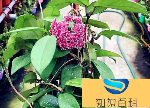 球兰花怎样才能养开花容易 球兰快速开花的小窍门