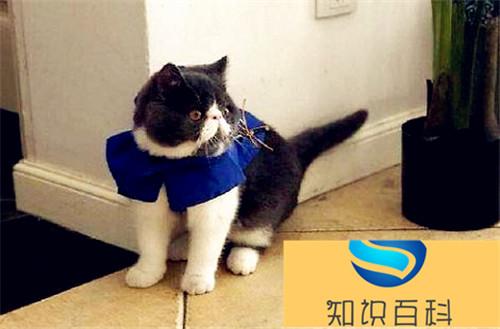 长期吃猫胺有没有什么副作用？