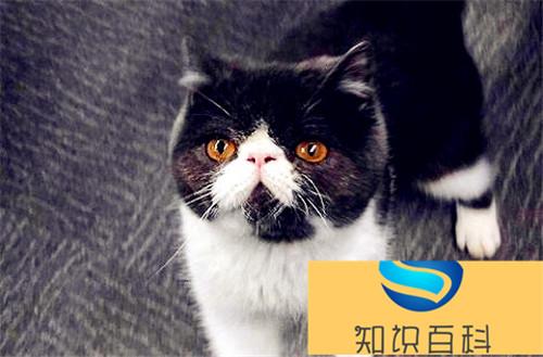 长期吃猫胺有没有什么副作用？