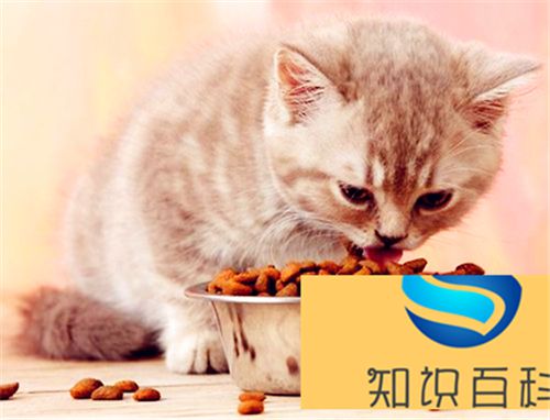 给猫咪驱虫多久一次？有哪些雷区要避开？