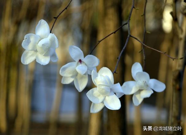 辛夷花与玉兰花的区别在哪里（两种花分别长什么样子图片）