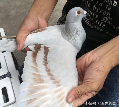 养鸽人心目中排名前十的鸽子，前三名颠覆了我对赛鸽的认知！