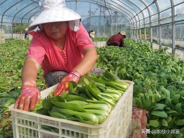 冬季温室大棚通风该怎么做好（大棚3个通风要素和10个通风技巧）