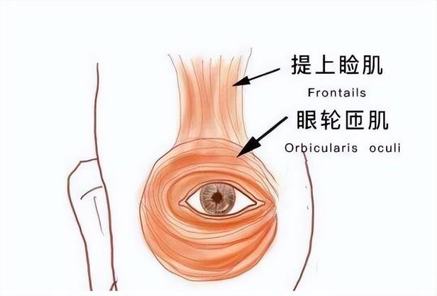 女人右眼跳发大财吗？那眼皮跳到底是怎么回事呢？