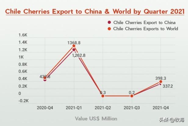 首批智利车厘子10月底送往上海？每年的11~12月将大量上市