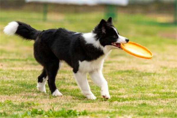 边牧犬多少钱一只幼崽（教你如何挑品相好的边牧犬）