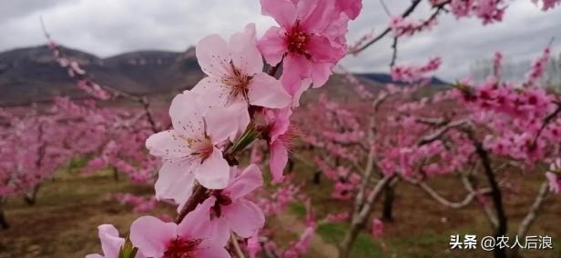 农村桃树嫁接的最佳时间是几月份（桃树嫁接时间和方法介绍）