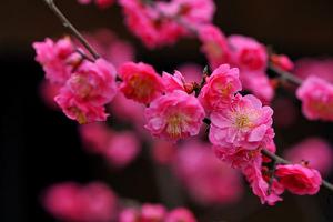 梅花什么时候开 梅花花期是几月