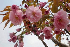 日本晚樱什么时候开花（几月） 日本晚樱怎么扦插繁殖