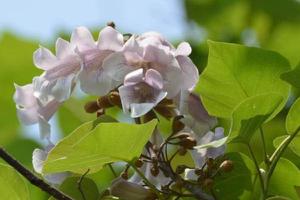 泡桐开花吗（什么时候开花） 泡桐花能吃吗