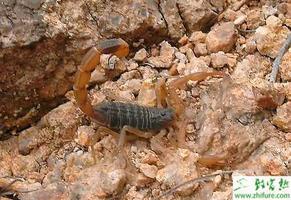 养殖蝎子蝎毒如何采集和提取的技术