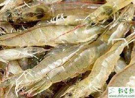 养殖南美白对虾肌肉白浊病及痉挛病的防治